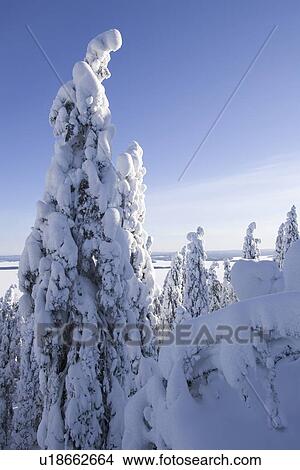 Picture - Blue, Clear Sky, Covering, Day, Evergreen Tree. Fotosearch