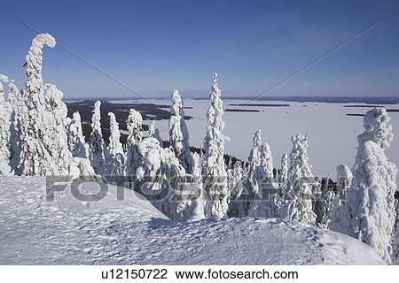 Stock Image - Blue, Clear Sky, Covering, Day, Evergreen Tree. Fotosearch