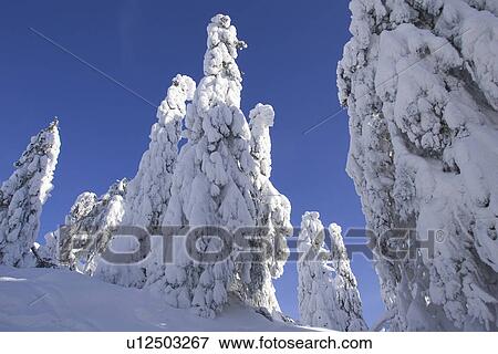 Stock Photo - Blue, Clear Sky, Covering, Day, Evergreen Tree. Fotosearch