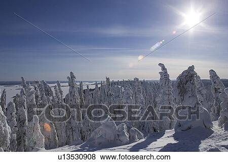 Stock Photo - Blue, Clear Sky, Covering, Day, Evergreen Tree. Fotosearch