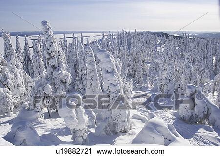 Stock Image - Blue, Covering, Day, Distant, Evergreen Tree. Fotosearch