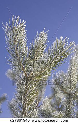Stock Image - Branch, Clear Sky, Close-Up, Day, Focus On Foreground. Fotosearch