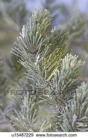 Stock Photo - Branch, Close-Up, Day, Growth, Leaf. Fotosearch