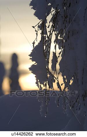 Stock Image - Branch, Close-Up, Dusk, Focus On Foreground. Fotosearch