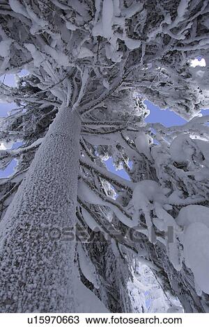 Stock Image - Branch, Covering, Day. Fotosearch
