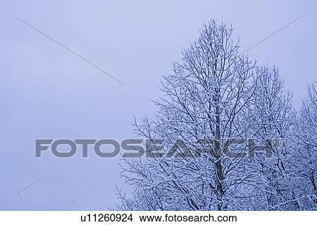 Clear Sky, Close-Up, Covering, Day, Generic Location View Large Photo Image Picture - Clear Sky, Close-Up, Covering, Day, Generic Location. Fotosearch