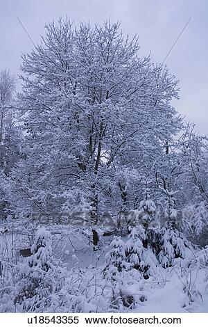 Stock Photography - Clear Sky, Close-Up, Covering, Day, Generic Location. Fotosearch