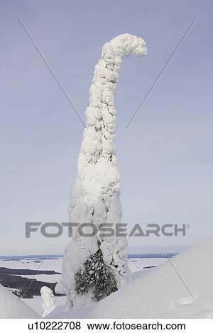 Clear Sky, Covering, Day, Evergreen Tree, Horizon Over Land View Large Photo Image Stock Photo - Clear Sky, Covering, Day, Evergreen Tree, Horizon Over Land. Fotosearch