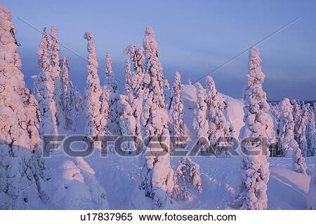 Stock Photography - Clear Sky, Covering, Day, Evergreen Tree, Forest. Fotosearch