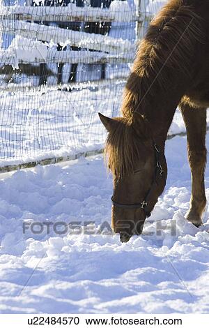 Close-Up, Animal Face, Brown, Animal Head, Animal Hair, Adult Animal View Large Photo Image Stock Image - Close-Up, Animal Face, Brown, Animal Head, Animal Hair, Adult Animal. Fotosearch