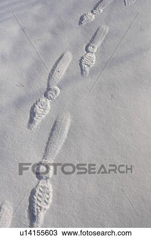 Stock Image - Close-Up, Day, Footprint, Full Frame. Fotosearch