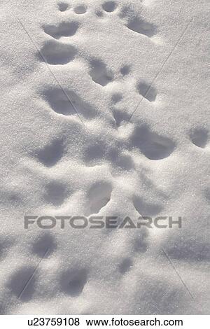 Stock Photo - Close-Up, Day, Footprint, Full Frame. Fotosearch