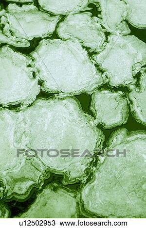 Stock Image - Close-Up, Floating, Floating On Water, Frozen, Full Frame. Fotosearch