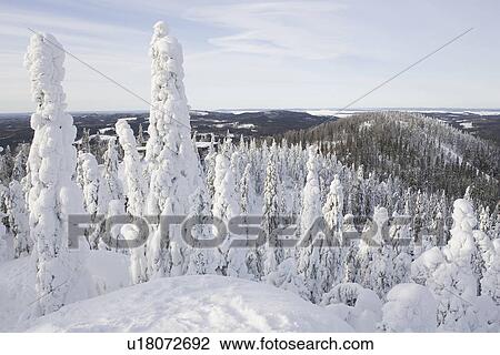 Cloud, Covering, Day, Dense, Evergreen Tree View Large Photo Image Stock Image - Cloud, Covering, Day, Dense, Evergreen Tree. Fotosearch