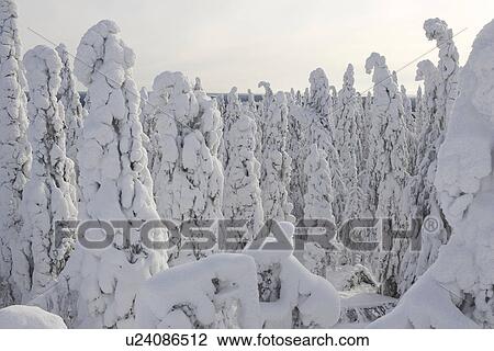 Stock Image - Cloud, Covering, Day, Dense, Evergreen Tree. Fotosearch
