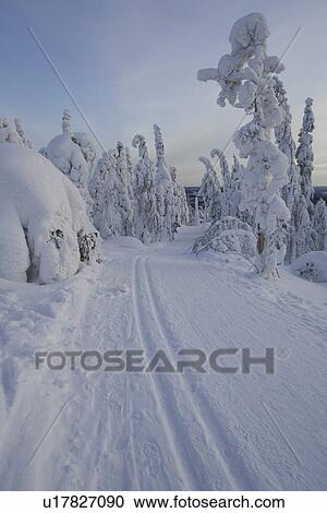 Stock Image - Cloud, Covering, Day, Evergreen Tree, Forest. Fotosearch