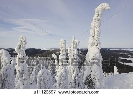 Stock Photo - Cloud, Covering, Day, Evergreen Tree, Forest. Fotosearch
