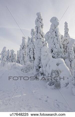 Stock Photography - Cloud, Covering, Day, Evergreen Tree, Footprint. Fotosearch