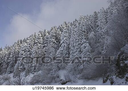 Stock Photograph - Cloud, Day, Forest, Frozen, Generic Location. Fotosearch