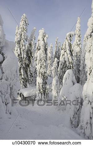 Covering, Day, Dense, Evergreen Tree, Forest View Large Photo Image Stock Image - Covering, Day, Dense, Evergreen Tree, Forest. Fotosearch