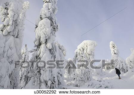 Stock Image - Covering, Day, Evergreen Tree, Forest, Horizon Over Land. Fotosearch