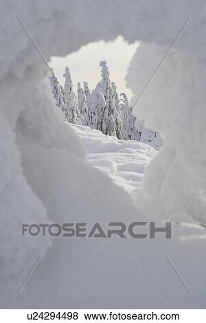 Covering, Day, Evergreen Tree, Forest, Icicle View Large Photo Image Stock Photo - Covering, Day, Evergreen Tree, Forest, Icicle. Fotosearch