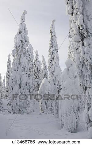 Stock Photograph - Covering, Day, Evergreen Tree, Forest. Fotosearch