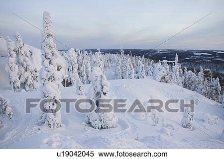 Stock Photography - Covering, Day, Evergreen Tree, Forest, Frozen. Fotosearch