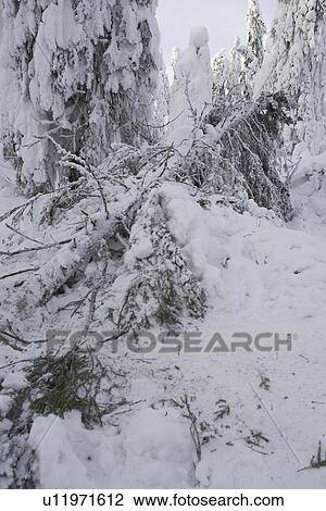 Stock Image - Covering, Evergreen Tree, Fallen Tree, Forest. Fotosearch
