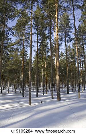 Picture - Day, Evergreen Tree, Forest, Green, Landscape. Fotosearch