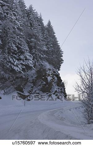 Stock Photo - Day, Evergreen Tree, Non-Urban Scene. Fotosearch