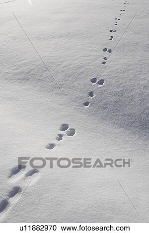 Stock Image - Day, Footprint, Outdoors. Fotosearch