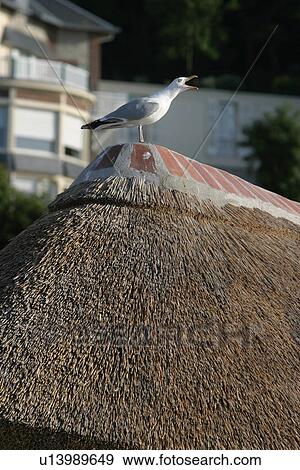 Stock Photo - bird, feathers, Ave, Anatidae, life, wild life. Fotosearch