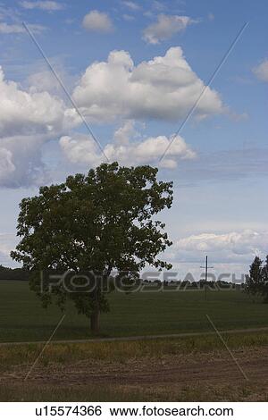 Stock Photograph - Blue, Calm, Clouds, Day, Grass. Fotosearch