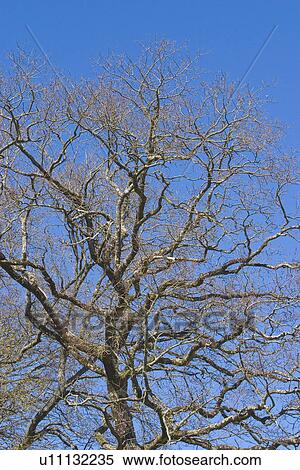 Stock Photography - branches, branching, calm. Fotosearch