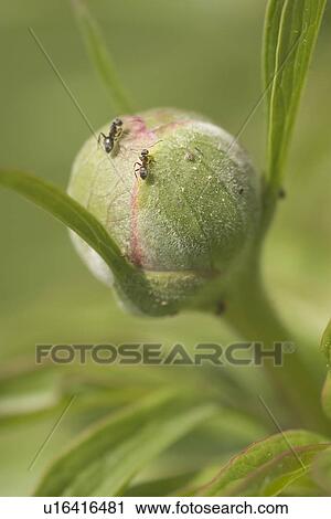 bud, budding, calm View Large Photo Image Stock Image - bud, budding, calm. Fotosearch