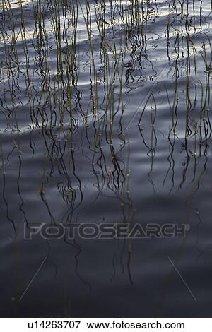 Stock Photo - Calm, Lake, Deep, Close-Up, Aqua. Fotosearch