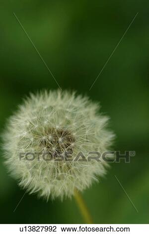 Stock Image - vegetation, wild, yield, fleshy, organic, foliage. Fotosearch