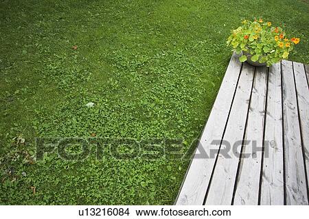 Picture - Wood, Garden. Fotosearch