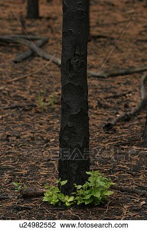 Stock Image - outdoors, natural, environment, scenery, scenic, serene. Fotosearch