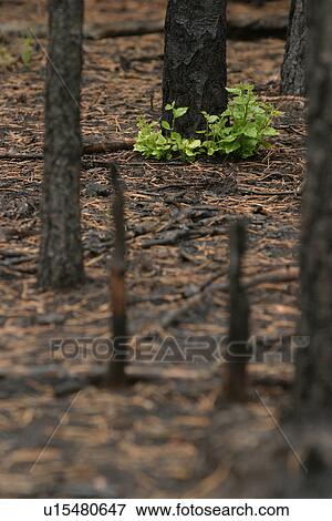 Stock Photo - outdoors, natural, environment, scenery, scenic, serene. Fotosearch