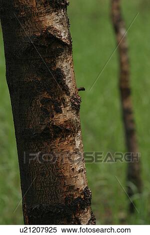 outdoors, natural, environment, scenery, scenic, serene View Large Photo Image Stock Photography - outdoors, natural, environment, scenery, scenic, serene. Fotosearch
