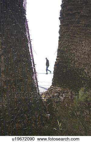 Stock Image - Shadow, Tree Trunk, Two Objects, Unrecognizable Person, V-Shape. Fotosearch