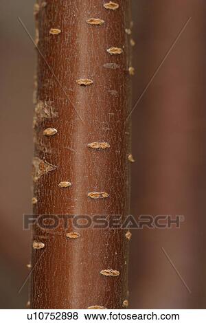 tree, birch, bark, trunk, orange, band View Large Photo Image Stock Photo - tree, birch, bark, trunk, orange, band. Fotosearch
