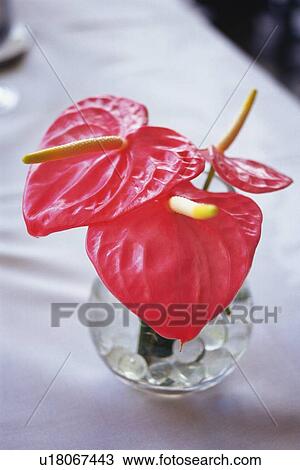 Stock Image - Anthurium Flowers in a Glass Cup, Differential Focus. Fotosearch