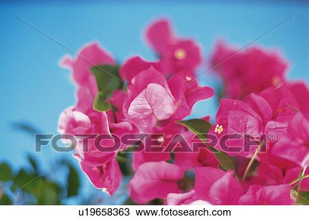 Bougainvillea Flowers, Differential Focus View Large Photo Image Stock Image - Bougainvillea Flowers, Differential Focus. Fotosearch