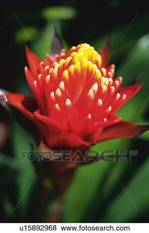 Bromelia Flower, Differential Focus View Large Photo Image Stock Photo - Bromelia Flower, Differential Focus. Fotosearch