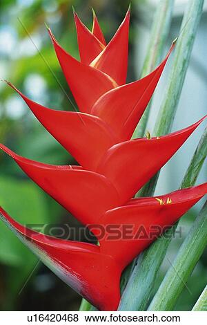 Close Up Front View of a Heliconia Flower, Differential Focus View Large Photo Image Stock Photo - Close Up Front View of a Heliconia Flower, Differential Focus. Fotosearch