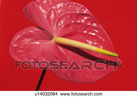 Closed Up Image of a Anthurium Flower View Large Photo Image Picture - Closed Up Image of a Anthurium Flower. Fotosearch