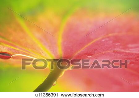 Stock Image - Closed Up Image of a Anthurium Flower, Differential Focus. Fotosearch